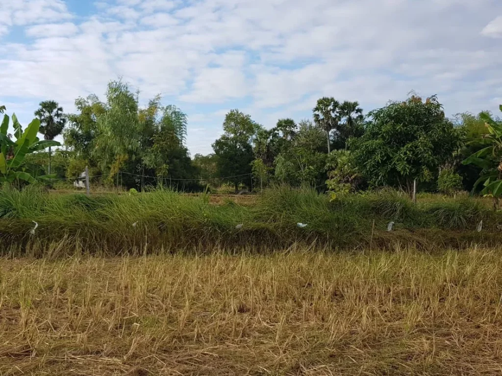 ต้องการขายที่ดินบ้านเก่าน้อย ตำบลพระธาตุบังพวน อำเภอเมือง จังหวัดหนองคาย 2ไร่