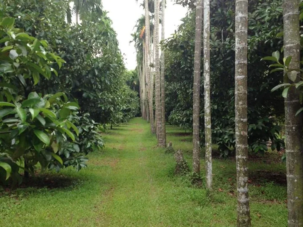 ขายสวนมังคุดติดลำธาร ใกล้ถนนสุขุมวิท