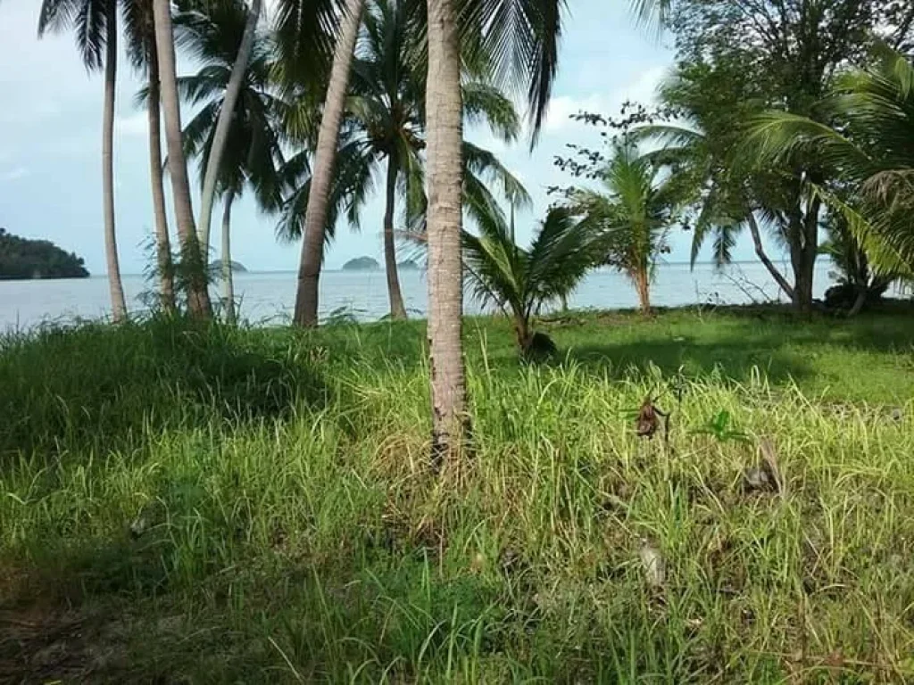 ขายที่ดินในเกาะสมุย 301 ตรว ติดชายหาด เหมาะสำหรับสร้างบ้านพักตากอากาศ