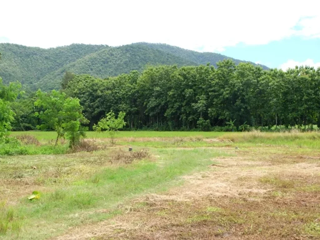 ที่สวยวิวทุ่งนาภูเขา ดอยสะเก็ด เชียงใหม่