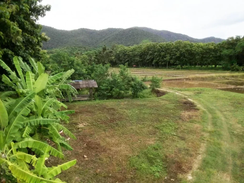 ที่สวยวิวทุ่งนาภูเขา ดอยสะเก็ด เชียงใหม่