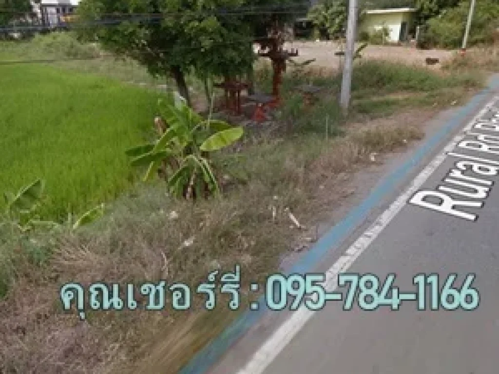 ขายที่ดิน 50ไร่ คลอง12 หนองเสือ ติดถนนลาดยางเรียบคลอง