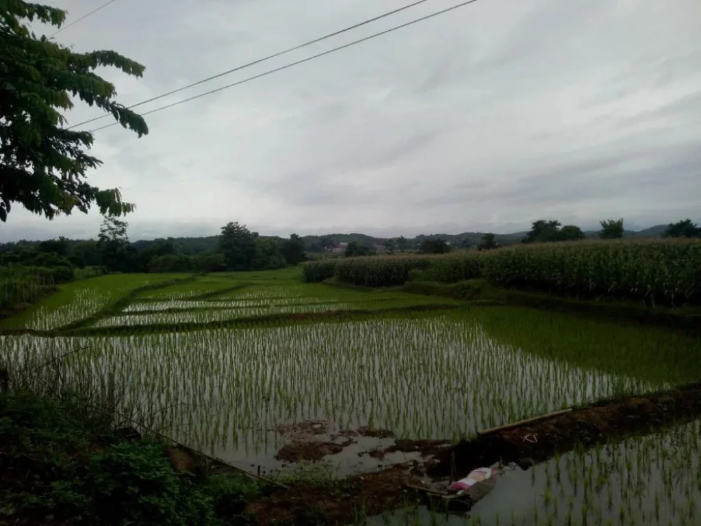 ขายที่ดิน บรรยากาศดี สามารถมองเห็นวัดศรีมงคล วัดบ้านก๋ง