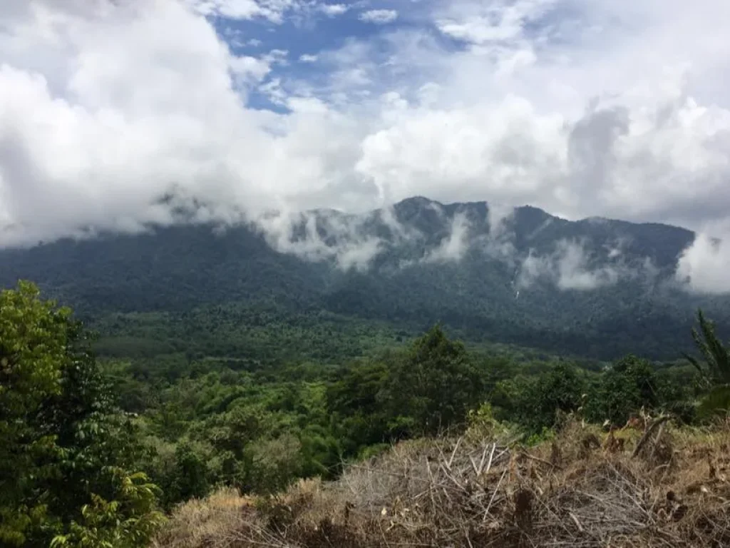 ขายที่ดิน วิวภูเขาใหญ่ หมอกสวย ที่เนิน โฉนด 10 ไร่ ใกล้ชุมชน บรรยากาศดีมาก