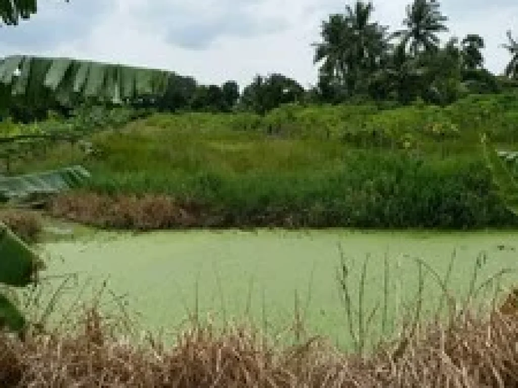 ขายที่ดิน ลำลูกกา คลอง11 ฝั่งตะวันตกเนื้อที่ 3 ไร่ ติดถนนลาดยางสีดำ น้ำประปาไฟฟ้ามีครบ