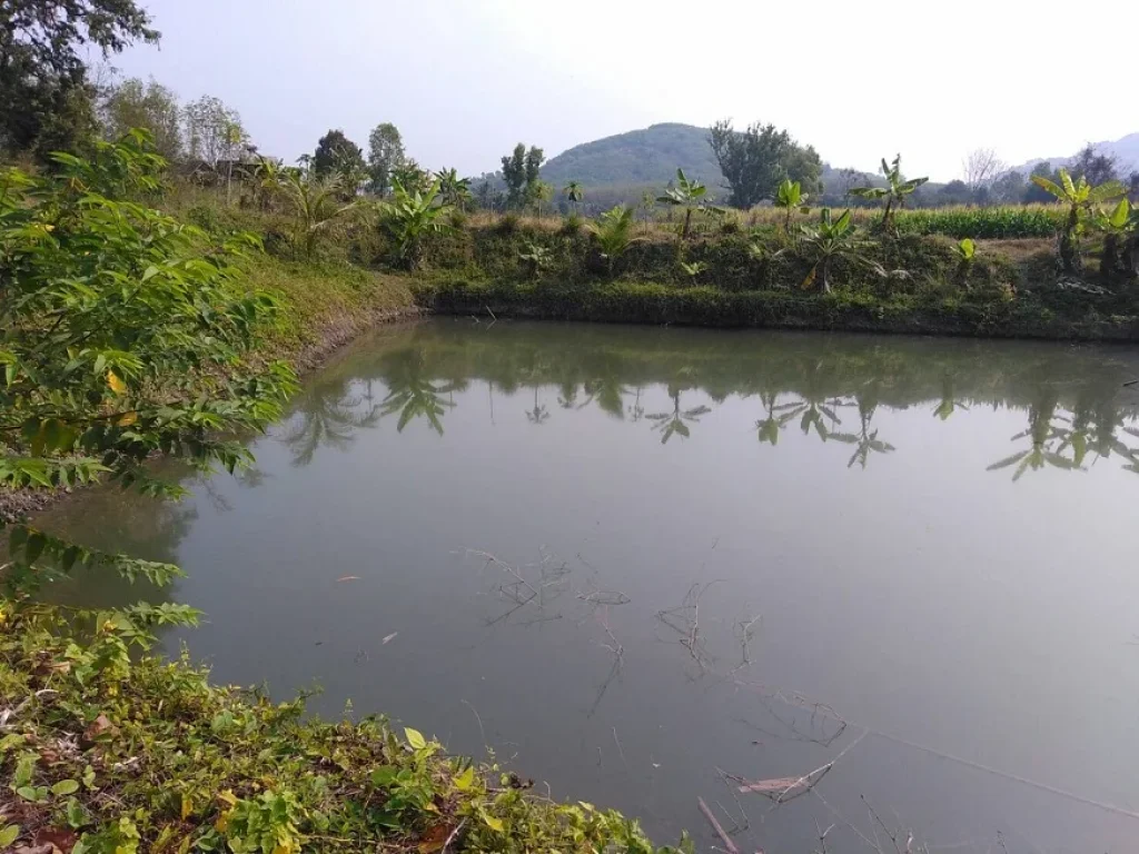 ขายที่ดินบรรยากาศดีมีไฟฟ้า โฉนด 11 ไร่ เพียง 15 ล้านบาท