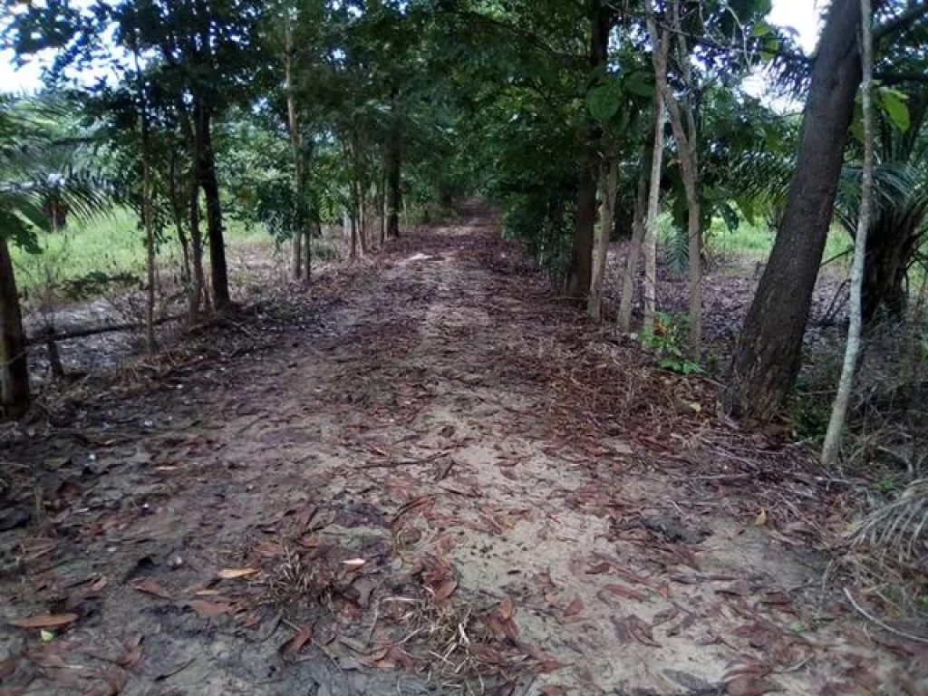 ขายที่ดินแปลงใหญ่สวยติดถนนหลวง 51ไร่ ศรีสัชนาลัย สุโขทัย