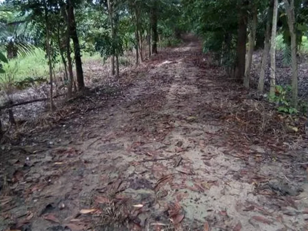 ขายที่ดินแปลงใหญ่สวยติดถนนหลวง 51ไร่ ศรีสัชนาลัย สุโขทัย