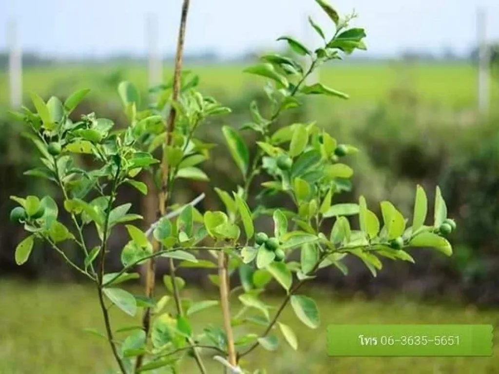 ที่สวนใกล้ๆกทมต้องที่นี่เลยจ้า ที่ดินโฉนดพร้อมโอน เนื้อที่ 4ไร่140ตรวมี2โฉนด