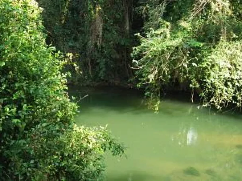 Sale Farm Fruits among natural forest at Pak Chong districtedNakornratchasima or Korat Province