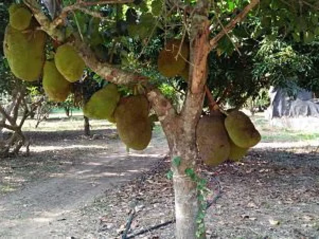 Sale Farm Fruits among natural forest at Pak Chong districtedNakornratchasima or Korat Province