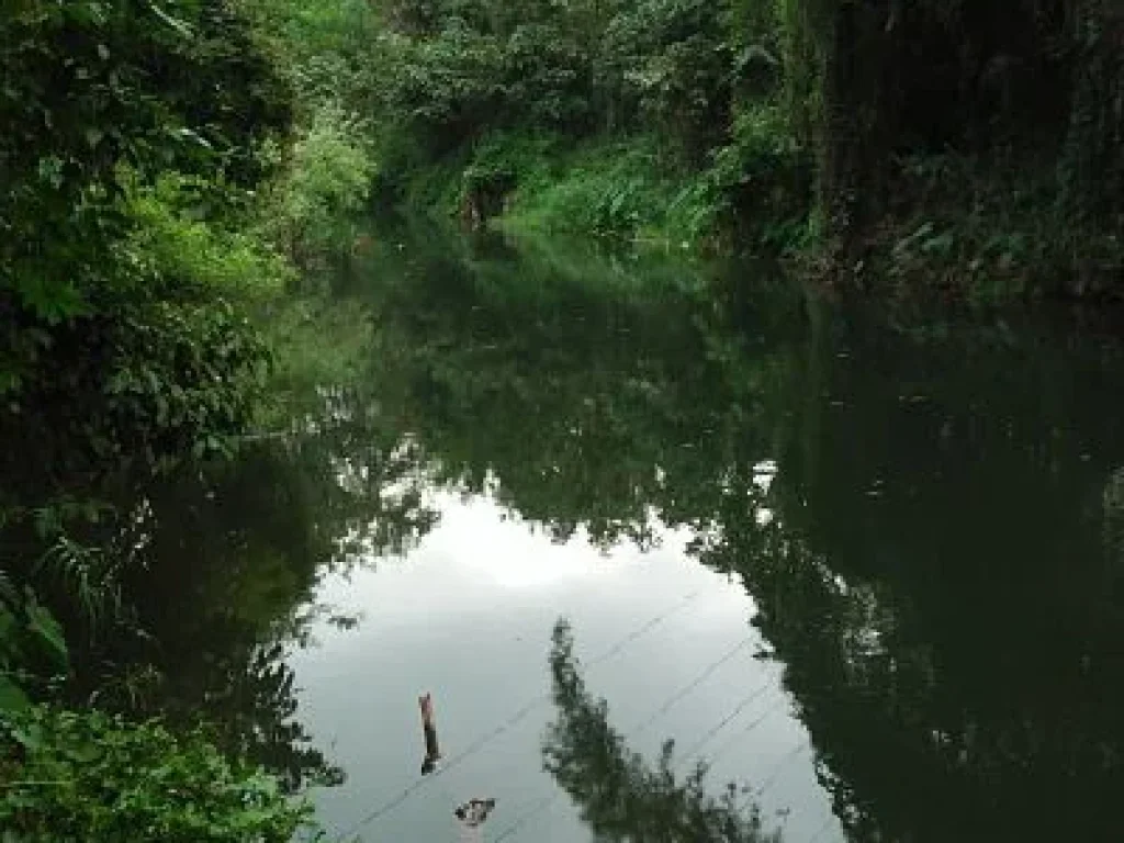 Sale Farm Fruits among natural forest at Pak Chong districtedNakornratchasima or Korat Province