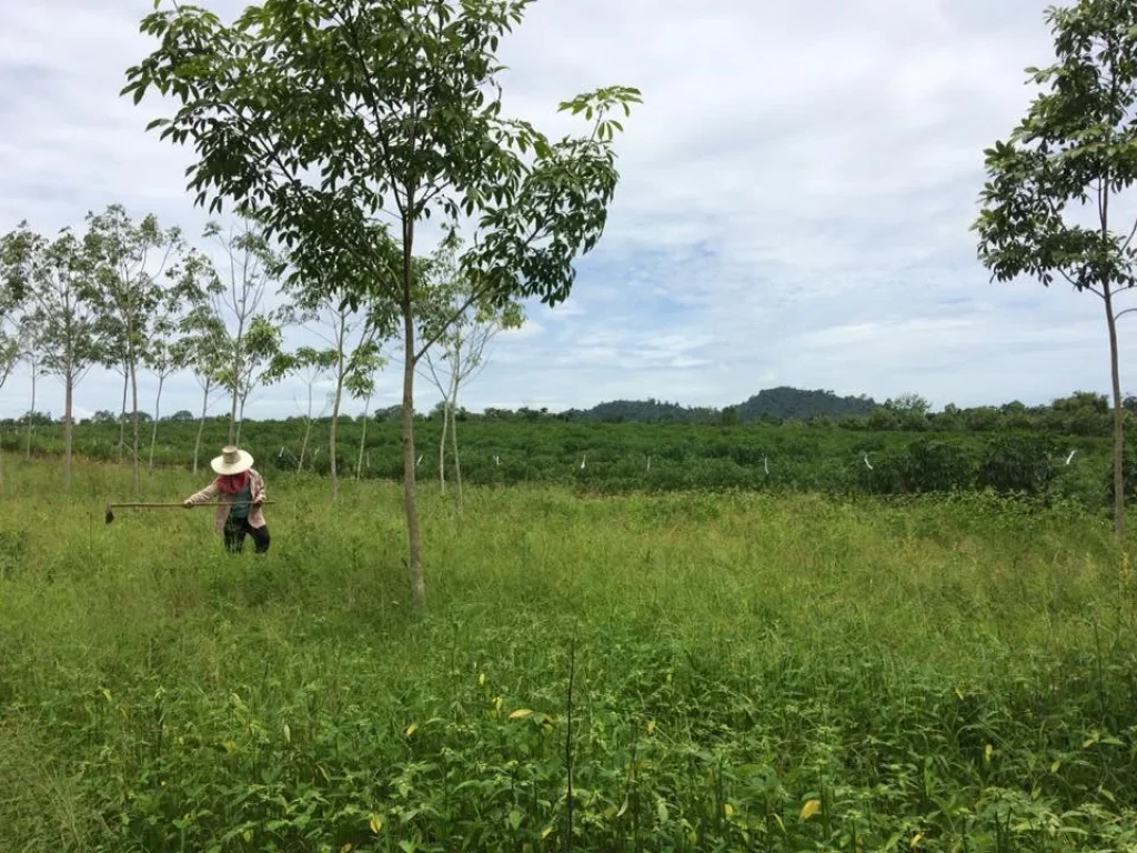 ขายที่ดิน ทำเกษตร