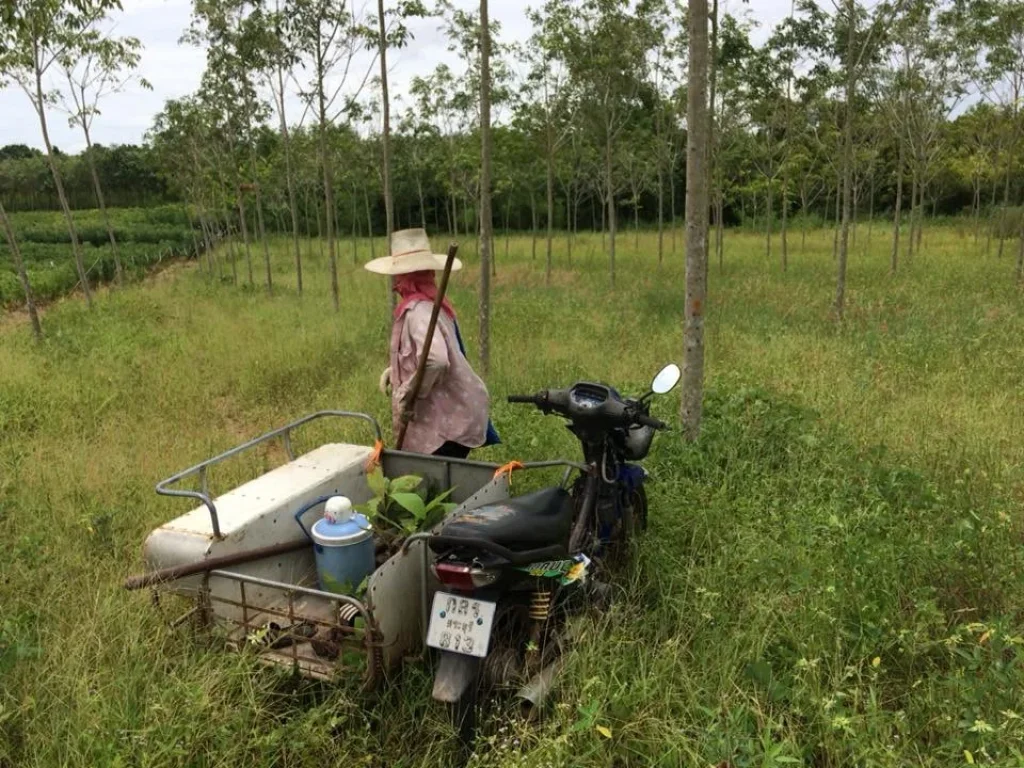 ขายที่ดิน ทำเกษตร