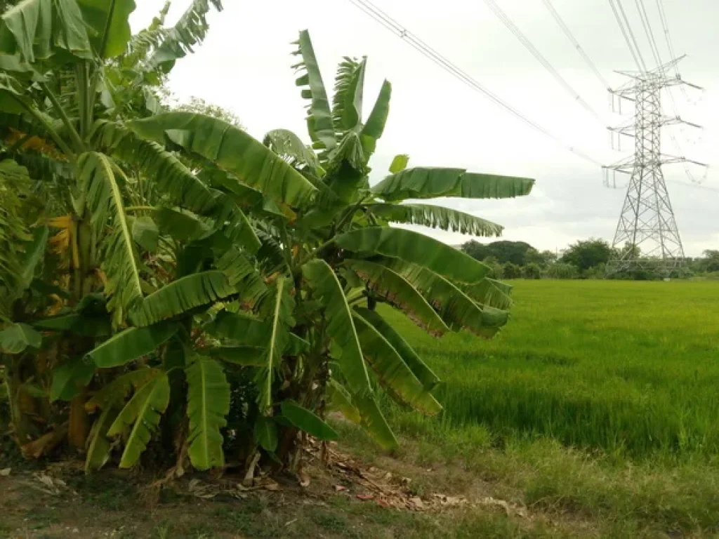 ที่ดิน คลองตาคล้าย บางกรวย-ไทรน้อย บางบัวทอง นนทบุรี