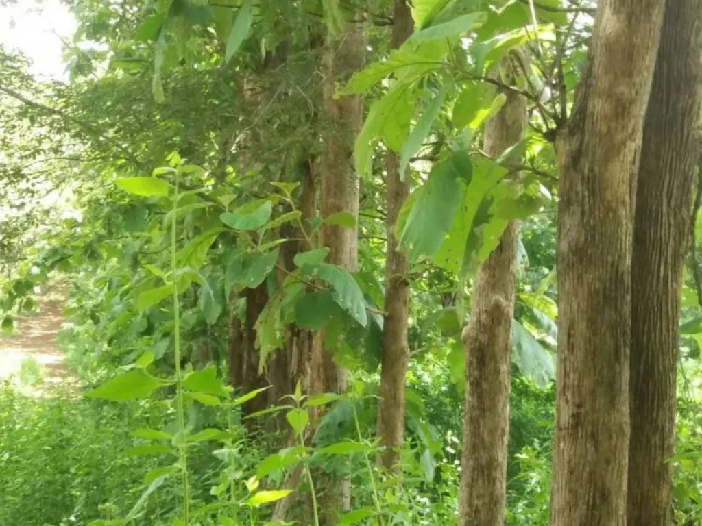 Agricultural Land with teaks for sale at Loei ขายสวนสัก เมืองเลย