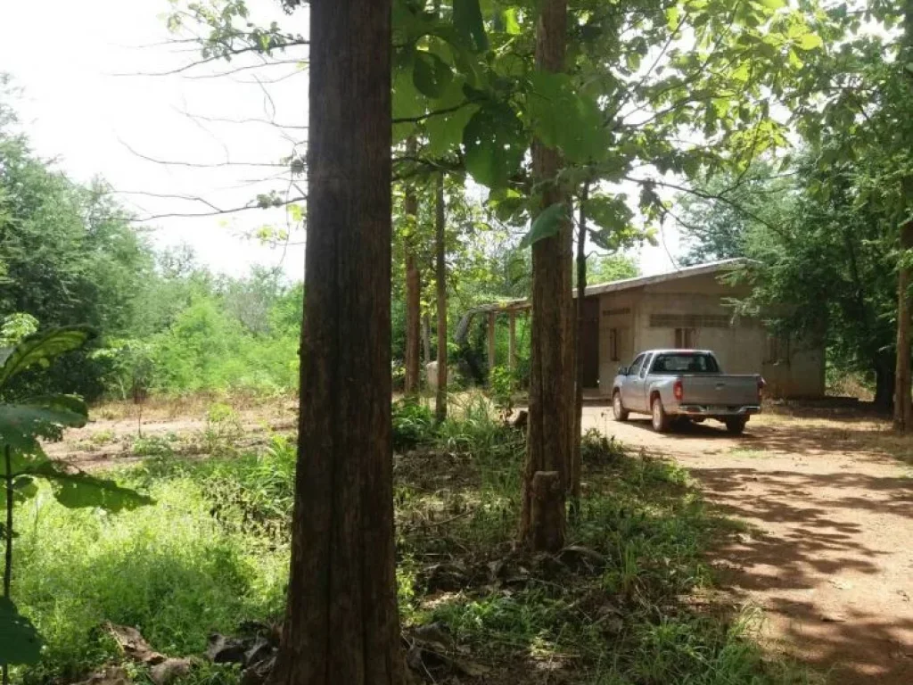 Agricultural Land with teaks for sale at Loei ขายสวนสัก เมืองเลย