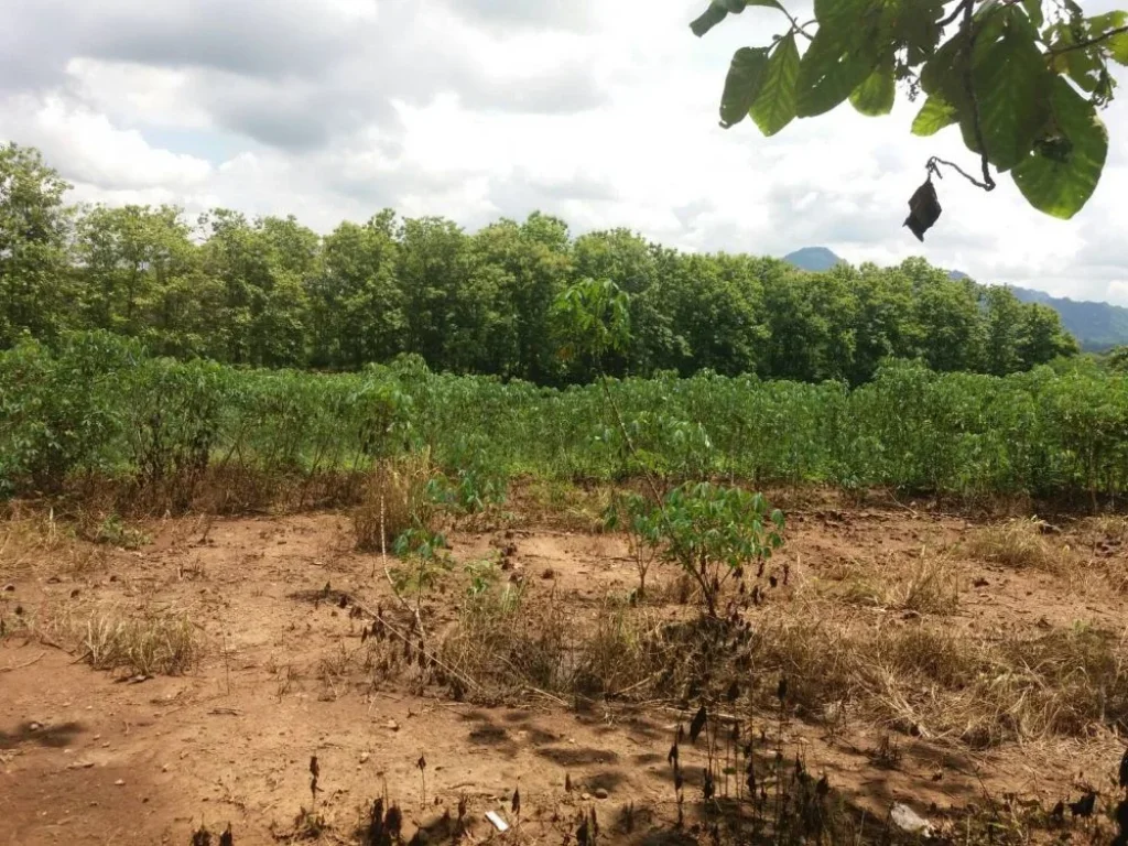 Agricultural Land with teaks for sale at Loei ขายสวนสัก เมืองเลย