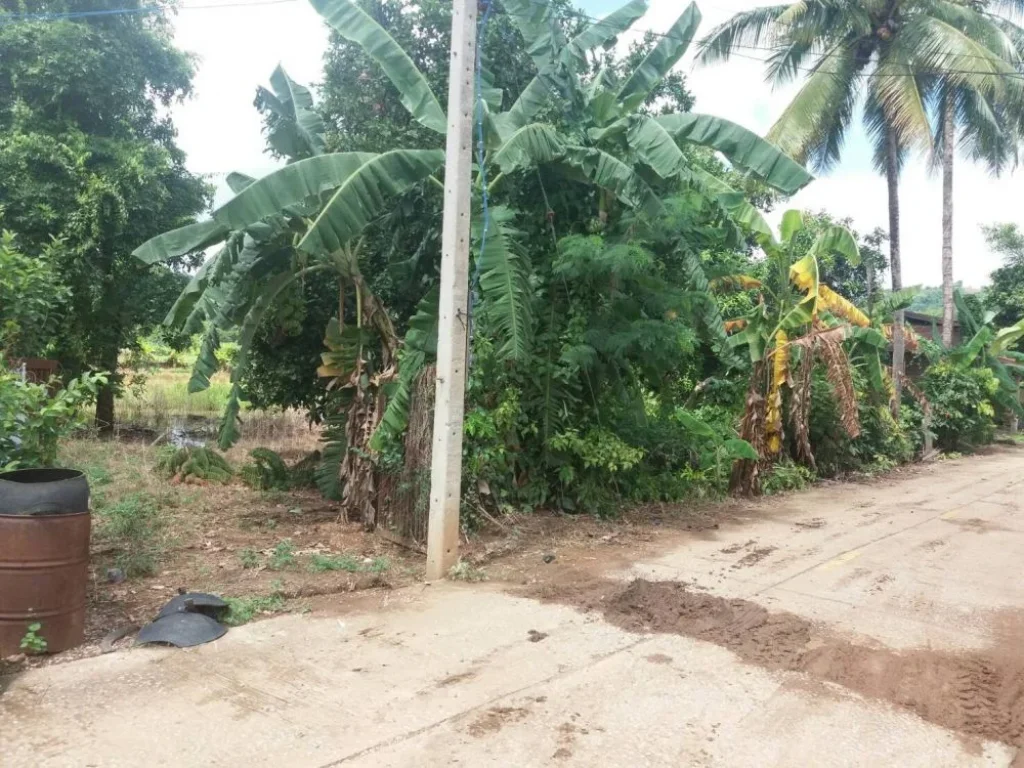 Agricultural Land with teaks for sale at Loei ขายสวนสัก เมืองเลย