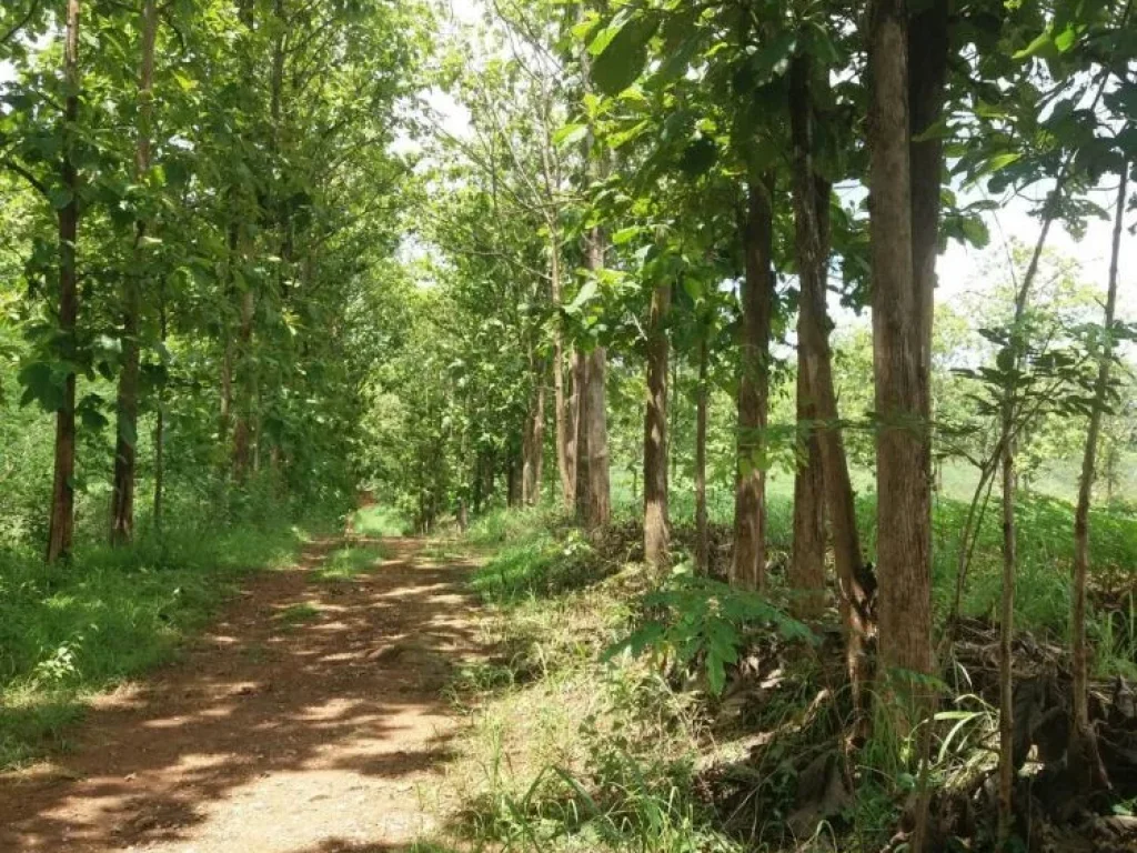 Agricultural Land with teaks for sale at Loei ขายสวนสัก เมืองเลย