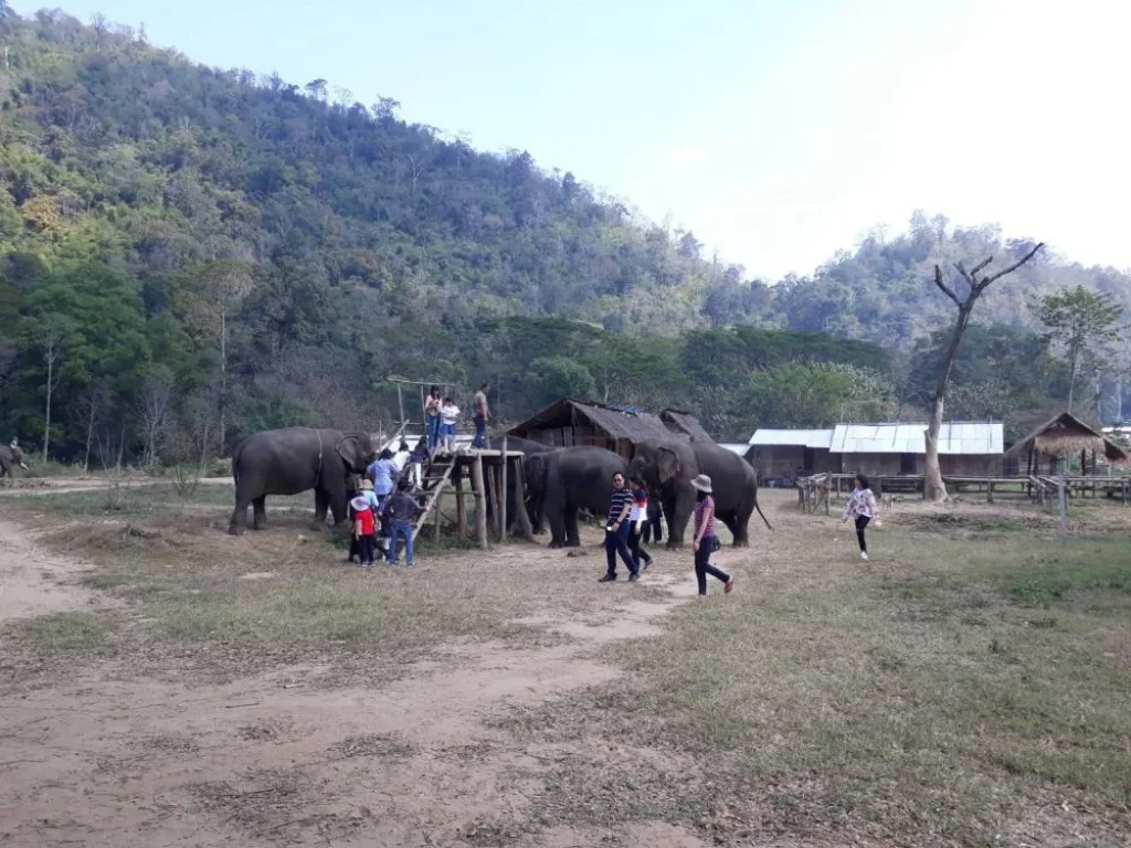 ขายกิจการพร้อมที่ดิน ปางช้าง