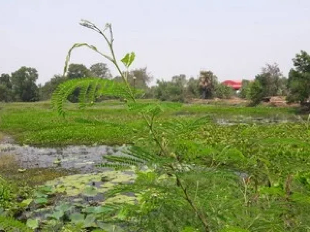 ขายที่ดินฉะเชิงเทรา อำเภอบางคล้า 4 ไร่ ติดถนนลาดยาง มีไฟฟ้า ประปา