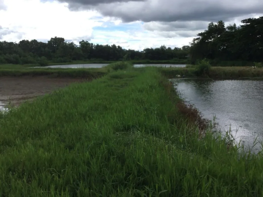 ขายที่ดินพร้อมบ้าน ติดลำเหมือง เหมาะกับการเกษตรในเมือง