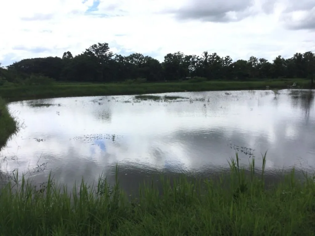 ขายที่ดินพร้อมบ้าน ติดลำเหมือง เหมาะกับการเกษตรในเมือง