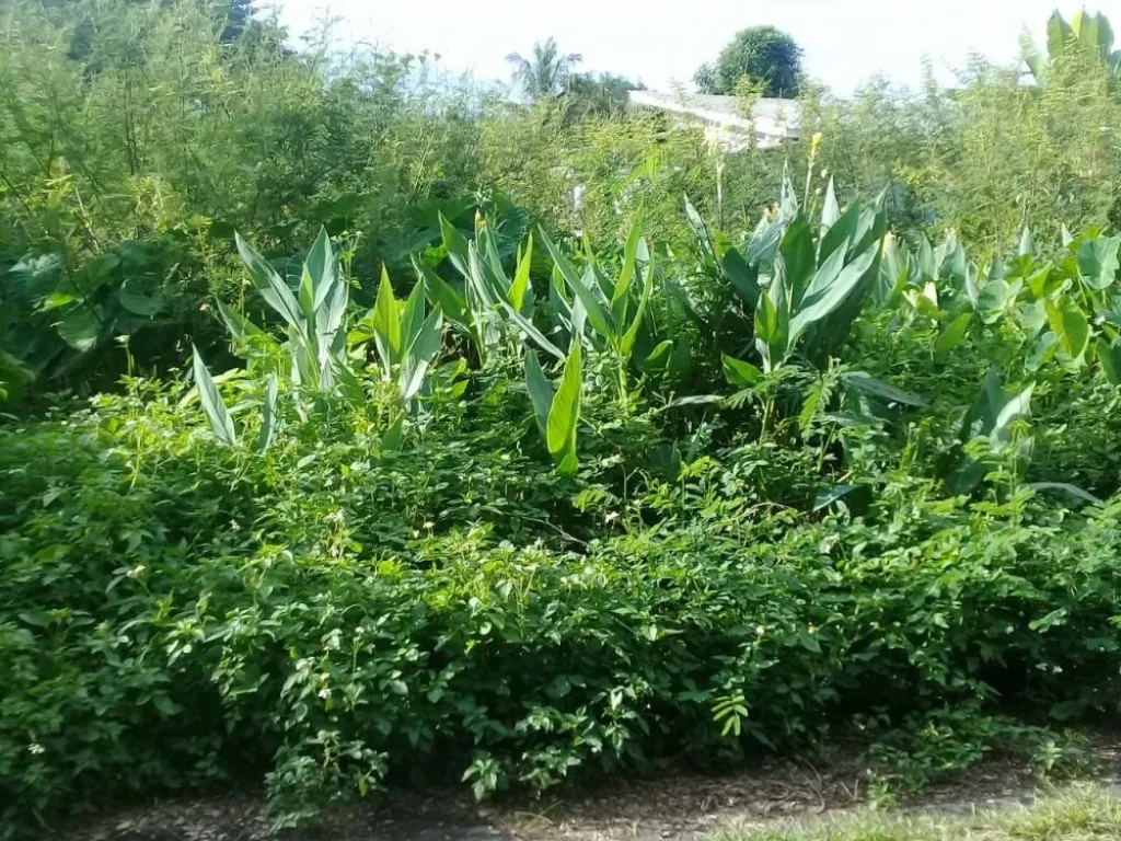 ขายที่ดินบ้านร้องขุ่น ราคาถูก