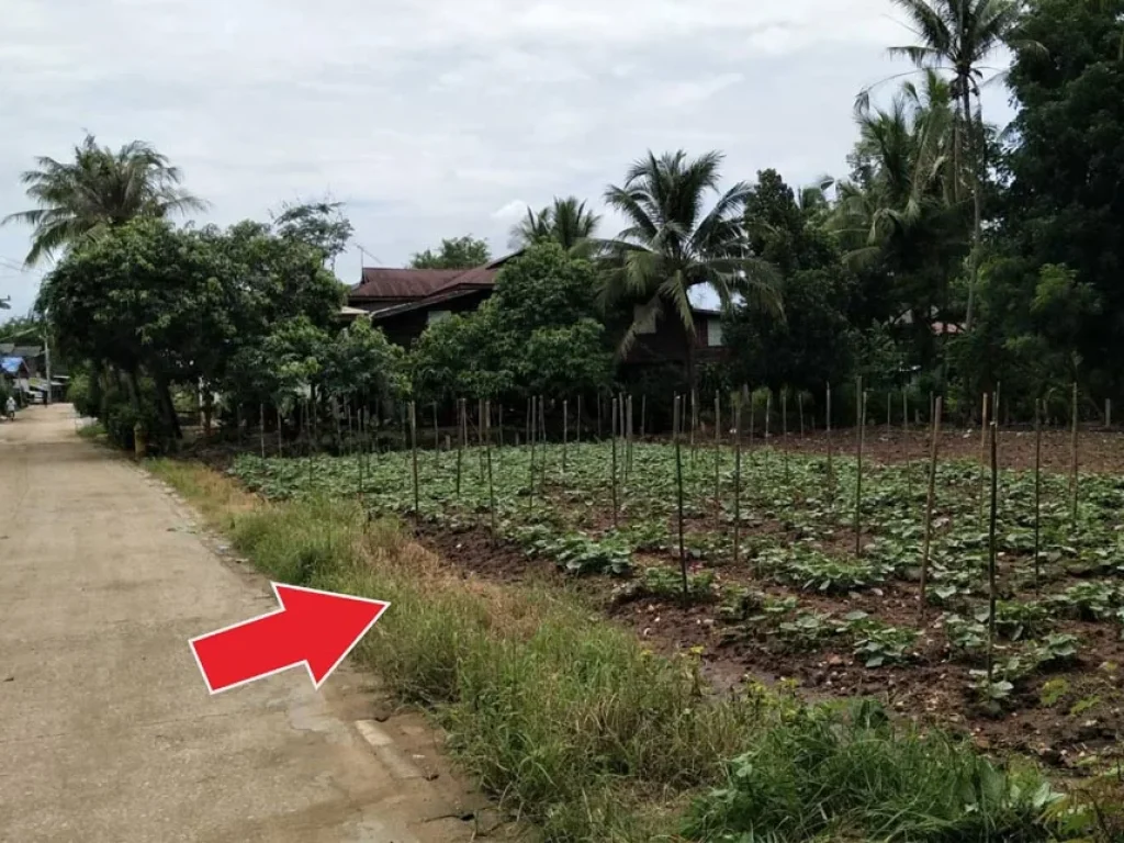 ขายที่ดินโฉนดชุมชนบ้านโตก อเมืองเพชรบูรณ์ อยู่ติดทางหลัก ถนนสระบุรี-หล่มสัก เนื้อที่ 2 งาน 50 ตรวา