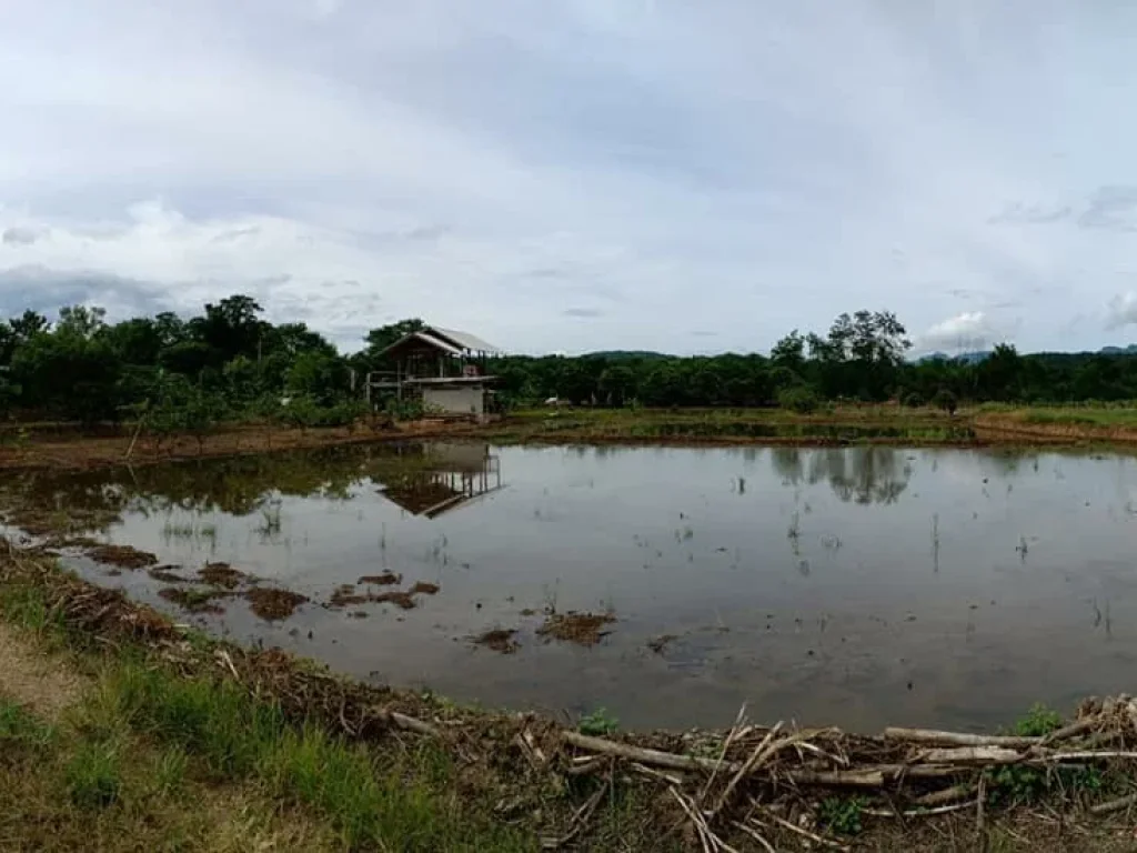 ขายที่ดิน 4ไร่ ติดแม่น้ำปิงทั้งสองด้าน อเชียงดาว จเชียงใหม่