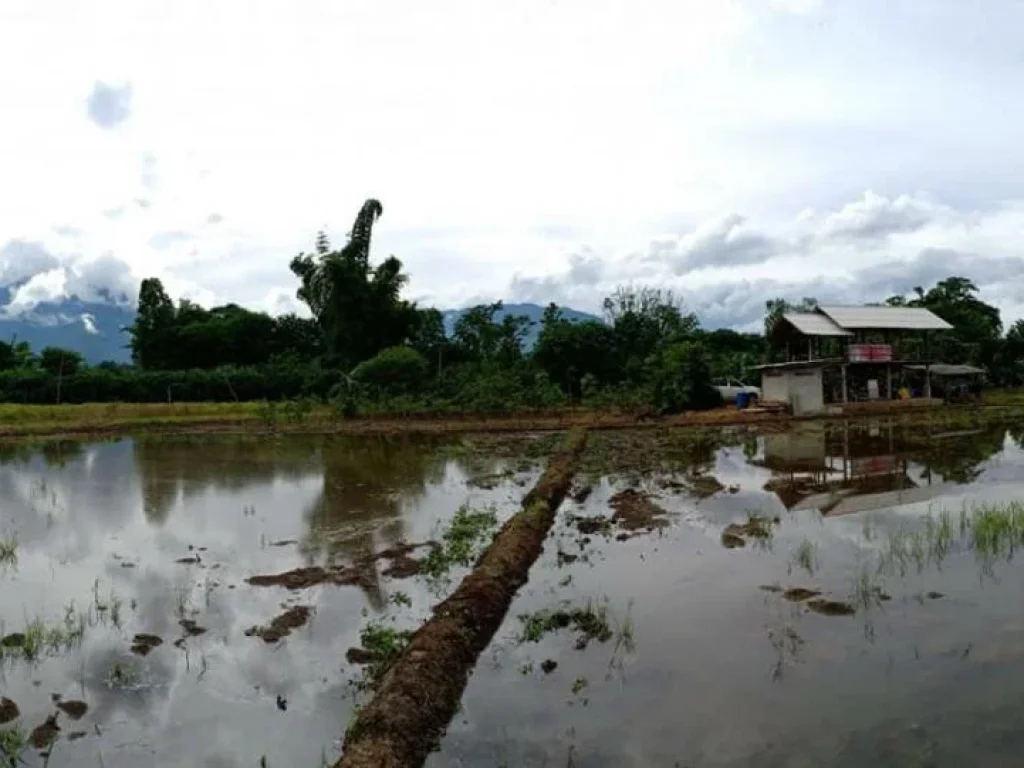 ขายที่ดิน 4ไร่ ติดแม่น้ำปิงทั้งสองด้าน อเชียงดาว จเชียงใหม่