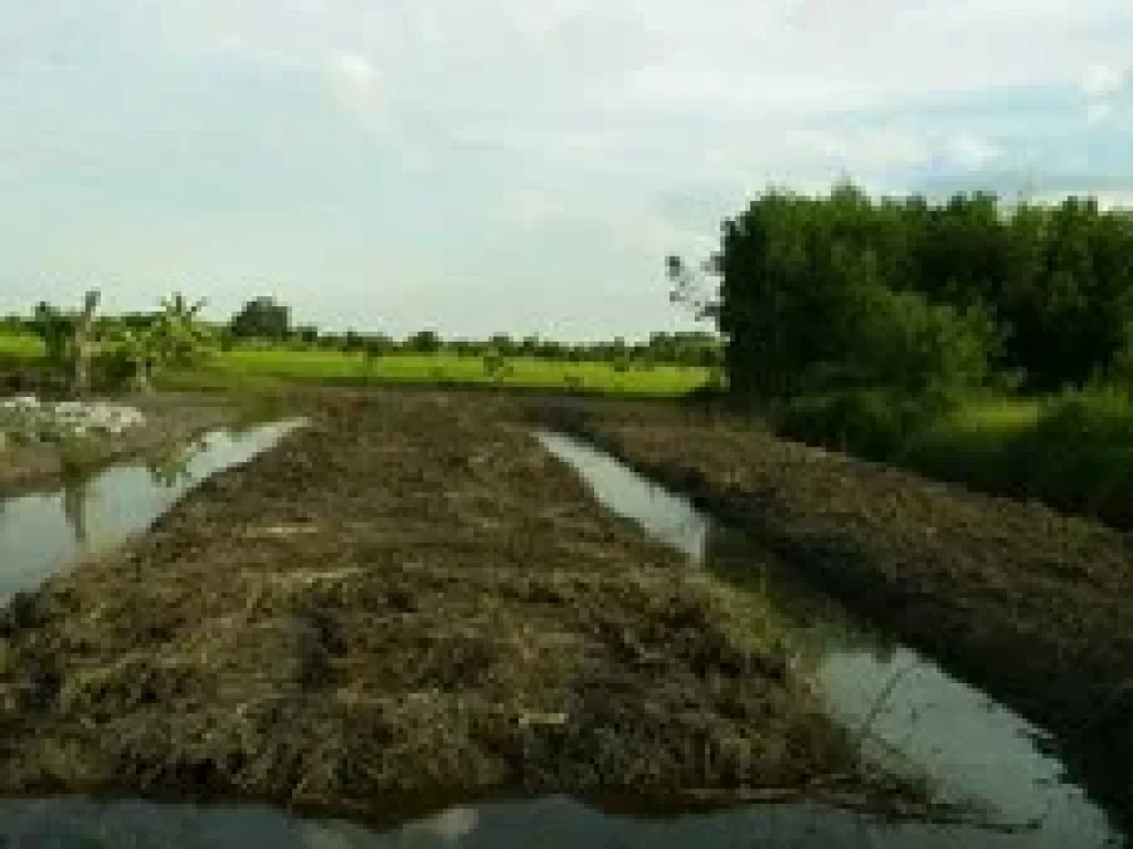 ขายที่ดิน คลอง 11 หนองเสือ 200 ตรว ใกล้ ถนนลาดยาง เรียบคลอง11 หนองเสือ ทำดี เหมาะเกร็งกำไรในอนาคต