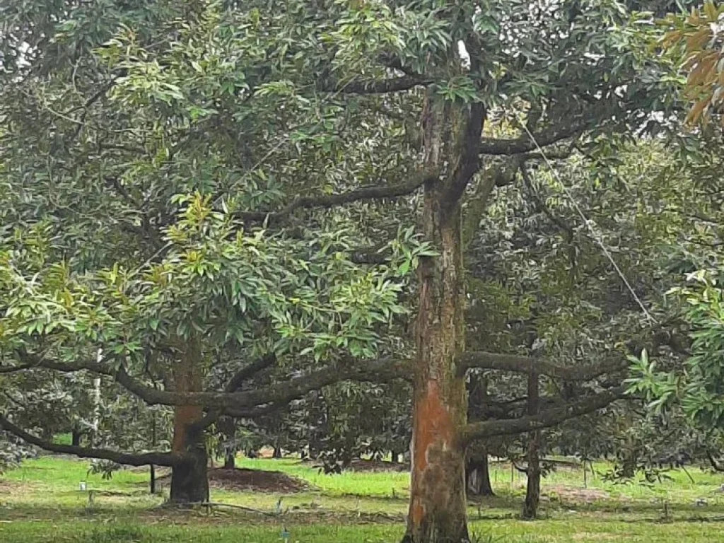 ขายสวนทุเรียนหมอนทอง ติดคลอง น้ำเพียงพอ โฉนด 16 ไร่ พร้อมโอน ต้นทรงพุ่มสวย