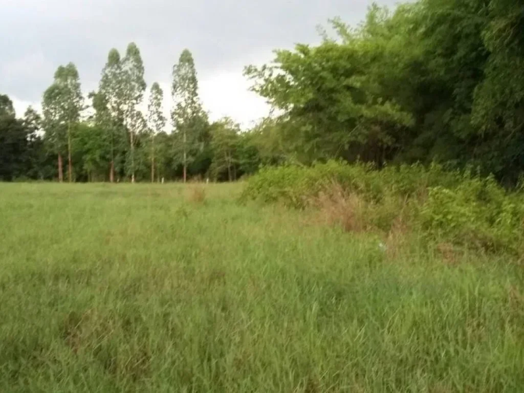 ที่ดินว่างเปล่า ติดถนน บ้านขาม พระธาตุขามแก่น