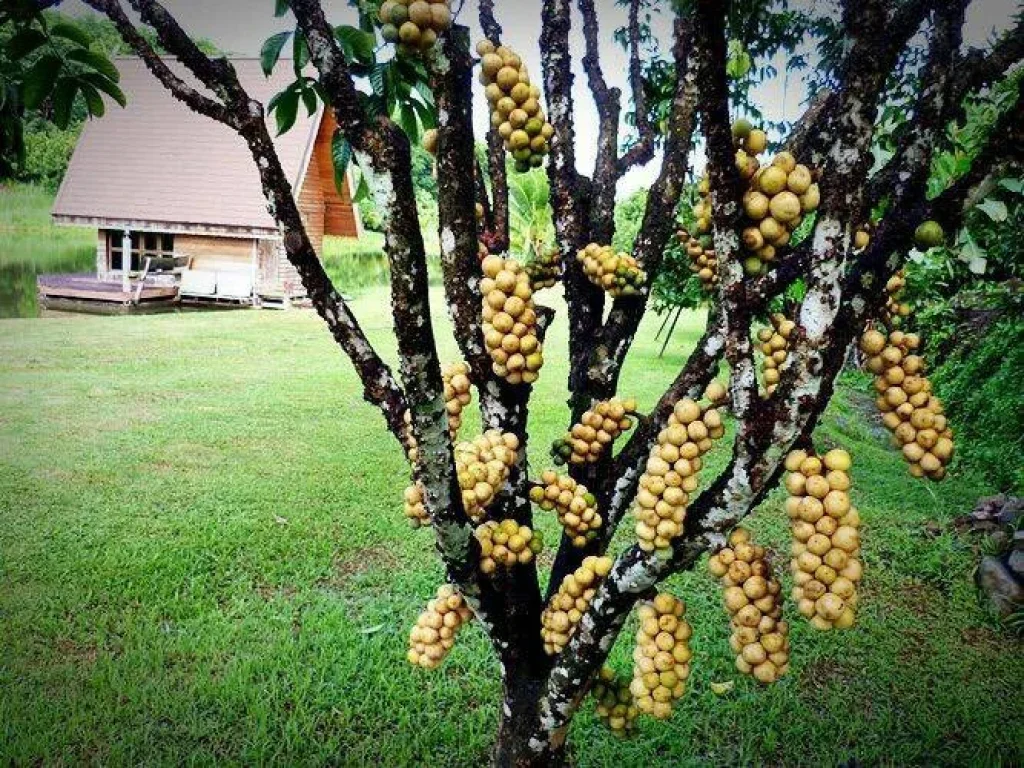 ขายบ้านสวนบรรยากาศเยี่ยม พร้อมสิ่งปลูกสร้าง อำเภอขลุง จังหวัดจันทบุรี