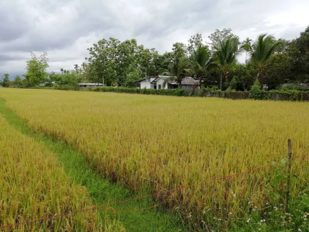 ขายที่นาสันทราย เชียงใหม่ 1100000