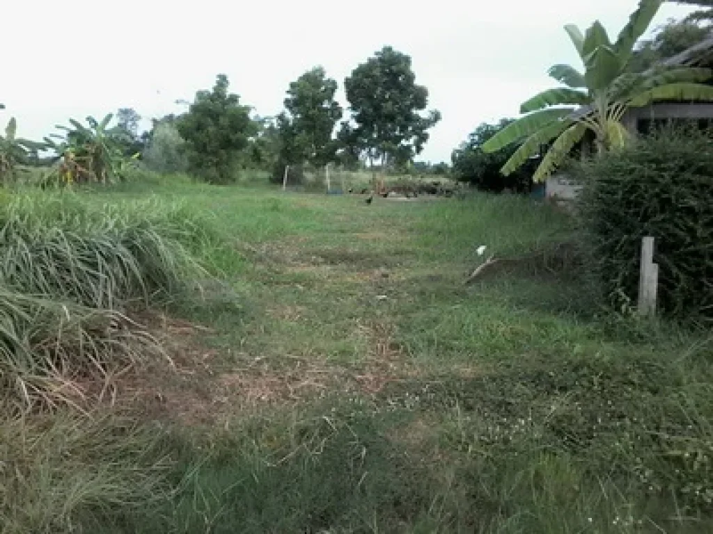 ขายที่ดิน 200 เมตร ถมแล้ว ติดถนนดำทางเข้าหมู่บ้านบ่อทองคำ 1 กม