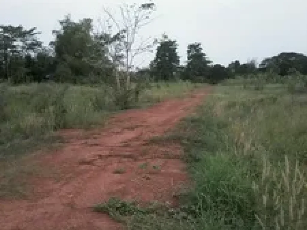 ขายที่ดิน 5ไร่ บ้านเต็งหนาม ถนนประสานมิตร ตหัวรอ อ เมือง จพิษณุโลก