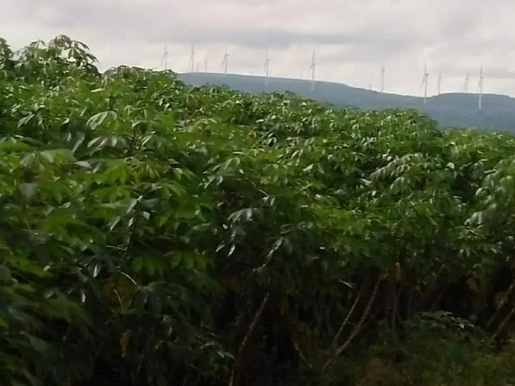 ที่ดิน16ไร่ ลำตะคอง วิวภูเขา ตคลองไผ่ อสี่คิ้ว โคราช