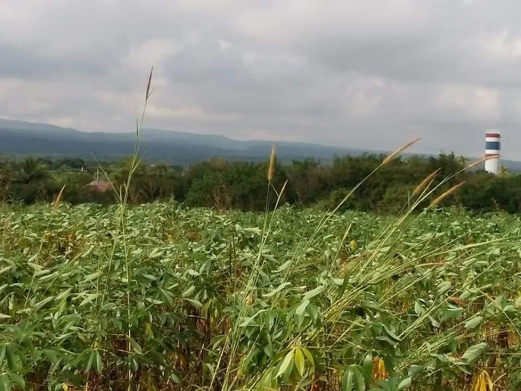 ที่ดิน16ไร่ ลำตะคอง วิวภูเขา ตคลองไผ่ อสี่คิ้ว โคราช