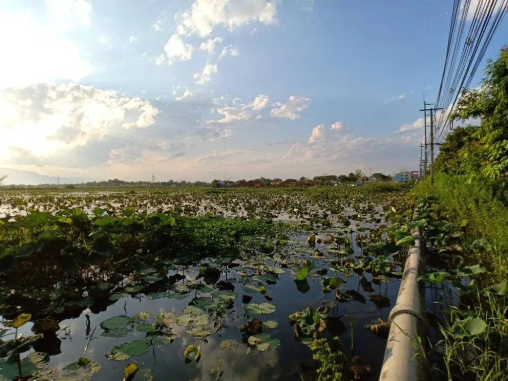 ที่ดินเปล่าขนาดใหญ่ ที่เชียงใหม่ ประมาณ 260 ไร่ หลายแปลงรวมกัน เห็นดอยสุเทพชัดเจน