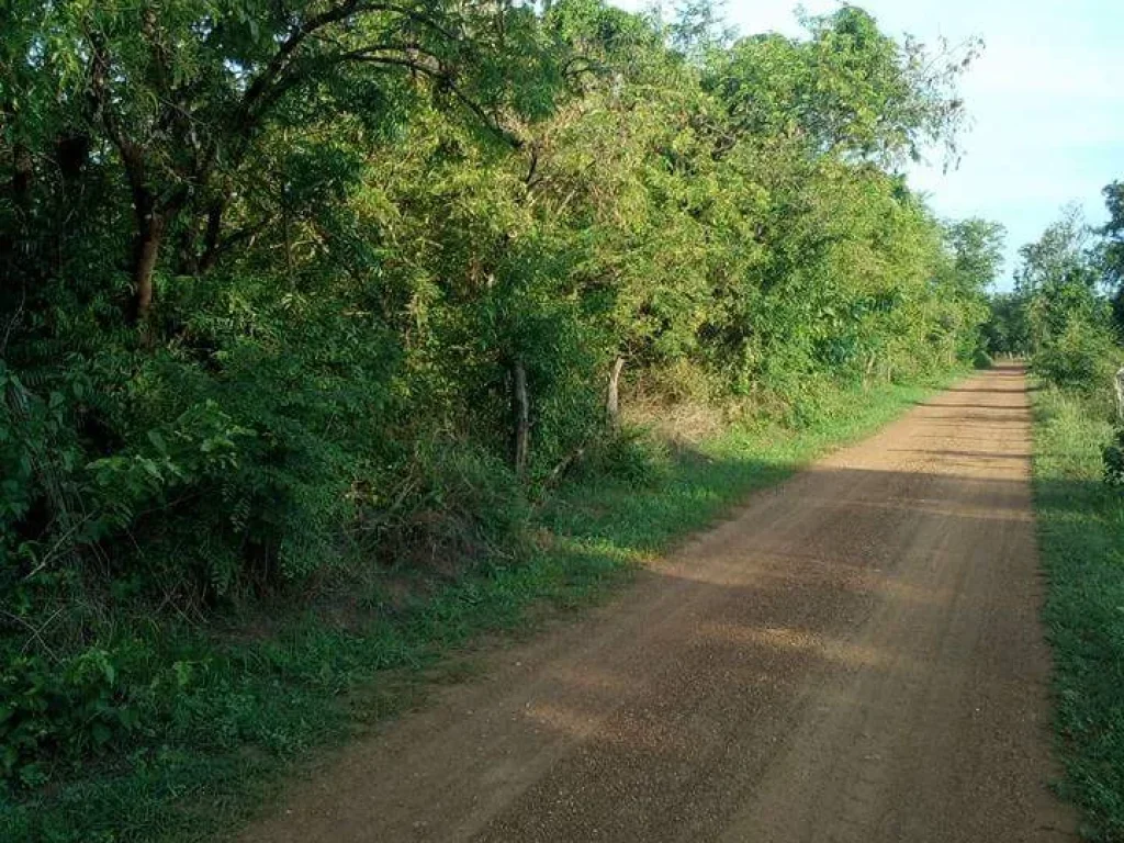 ที่ดินแปลงใหญ่ 35 ไร่ อุตรดิตถ์ ราคาถูก