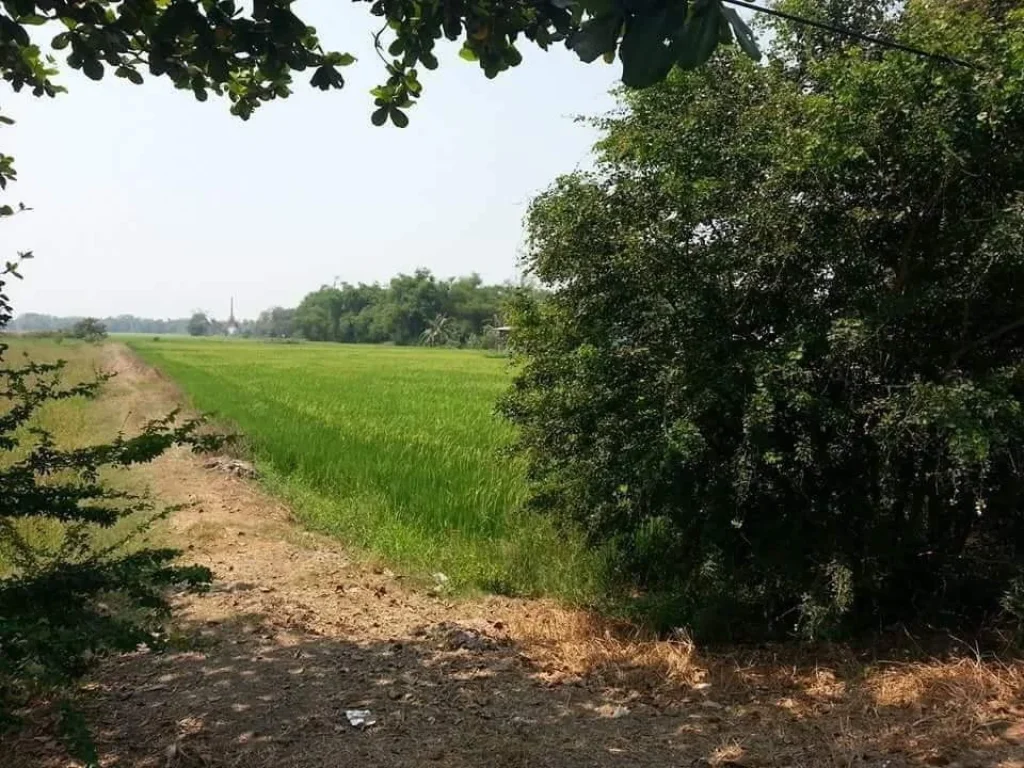 ที่ดิน 42 ไร่ หนองแค สระบุรี ติดถนนพหลโยธิน 800 เมตร