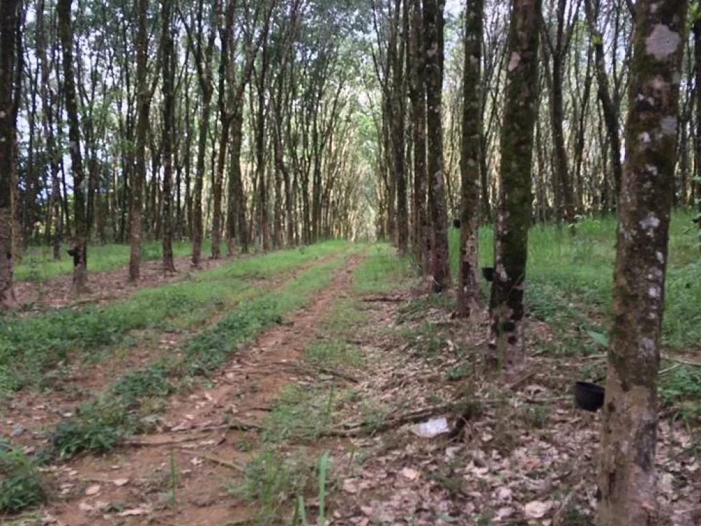 ขายที่ดิน มีโฉนดแถวทุ่งมะพร้าว ท้ายเหมือง พังงา สภาพที่ดิน เป็นที่ราบ ปลูกยางพาราทั้งแปลง มีทางสาธารณประโยชน์