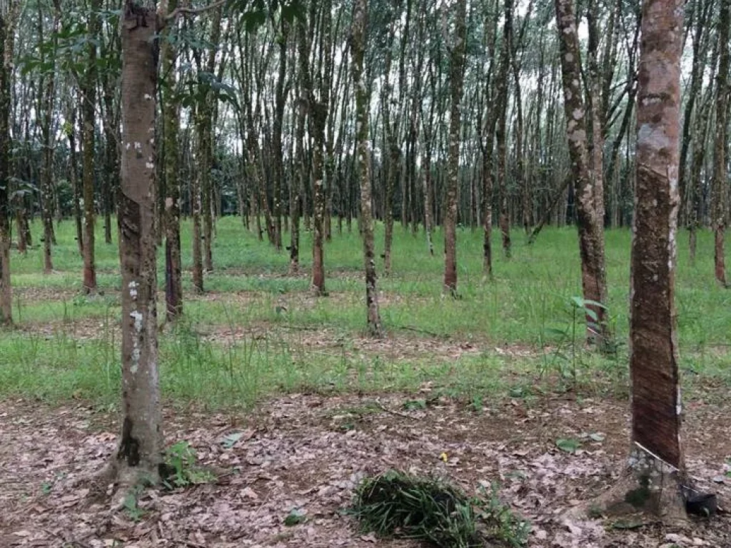 ขายที่ดิน มีโฉนดแถวทุ่งมะพร้าว ท้ายเหมือง พังงา สภาพที่ดิน เป็นที่ราบ ปลูกยางพาราทั้งแปลง มีทางสาธารณประโยชน์