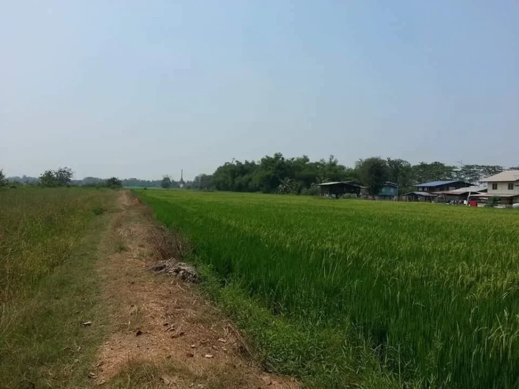 ขายที่ดินติดถนน 42ไร่ หนองแค สระบุรี