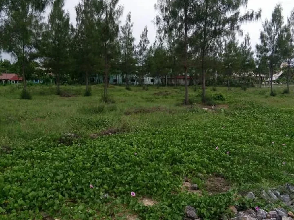 ขายที่ดินติดทะเลหาดปึกเตียนชะอำ จำนวน 4 ไร่