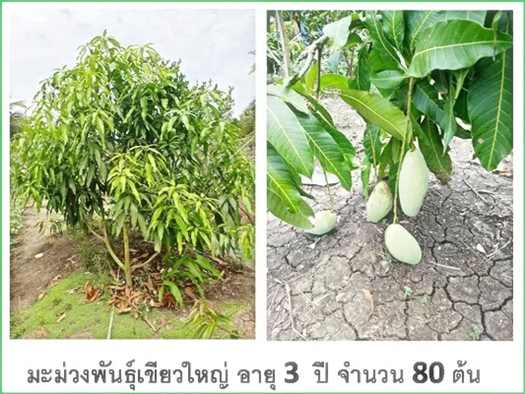 บ้านพร้อมที่ดิน แขวงคลองจินดา อำเภอสามพราน นครปฐม 2ไร่