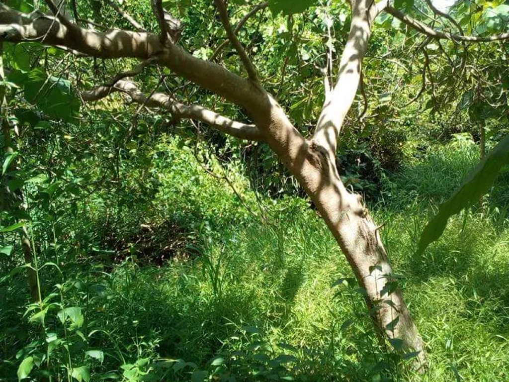 ที่ดินอยู่อาศัย พร้อมสวนมะม่วงหิมพานต์ อท่าปลา อุตรดิตถ์